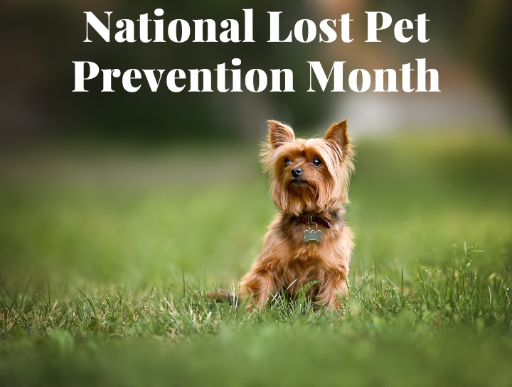 National Pet Loss Prevention Month Veterinary Services of Aiken